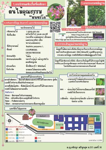 ตัวอย่างผลงานนักเรียน